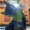 junethekittycat