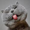 kucing_laut.023
