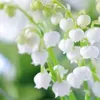 suzuran_000