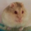 minizoogirl