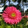 hoangdo_0108