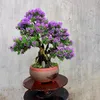 nguyenvanbinh_1985