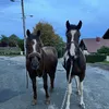 maud.hsr