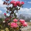 sayedahmad97