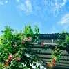 hongphuongle97