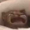 skurrskkurr
