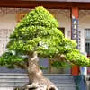 phambachbonsai