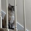 sunlightmoonheartkitty