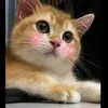 ngoanxinhyeu18080