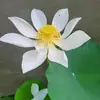 thagukau7