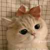 los_karepku07