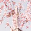 sakurafox808