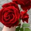 usersoucaab718