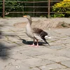 just_a_fucking_duck
