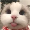 dauytaay