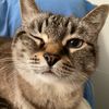 lucycat77