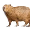 capibara_plex