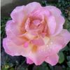 .lesrosesdetahia