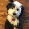 junothesheepadoodle