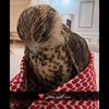 alshamikha_