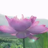 tetesan26