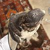 ناصر
