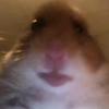 hammythecutehamster