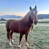 charliedoesmtb1