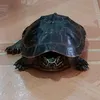 lttpfuong_1127