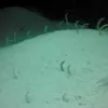 31905209665