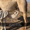 majdi4919