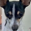 rexthedog11