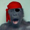 dr_chimp17