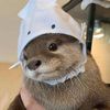 fat_otter