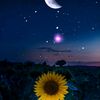 userraisedbywolves