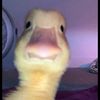 yeloducky