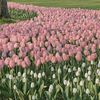 tizzy_flower
