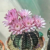 cactus_4700