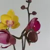 userhfttrwlsrx