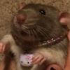 rat.scratch