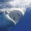 jetsharkgod