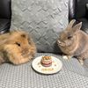 junxi.l
