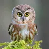 owl_vic