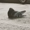 koko_coton