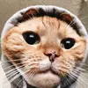 thecatinhood