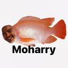 moharry_