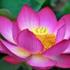 lemon_2226