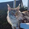 mainecoon_katzenbande