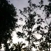 dewiisafitri20