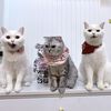 lovecatdollar